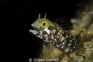 Secretary Blenny saying "AHHH" by Chase Darnell 